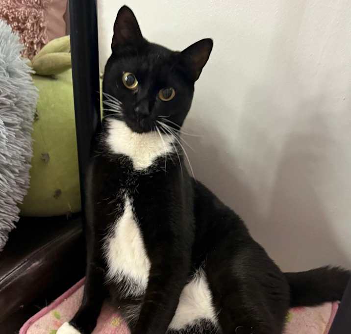 Photo of Cookie