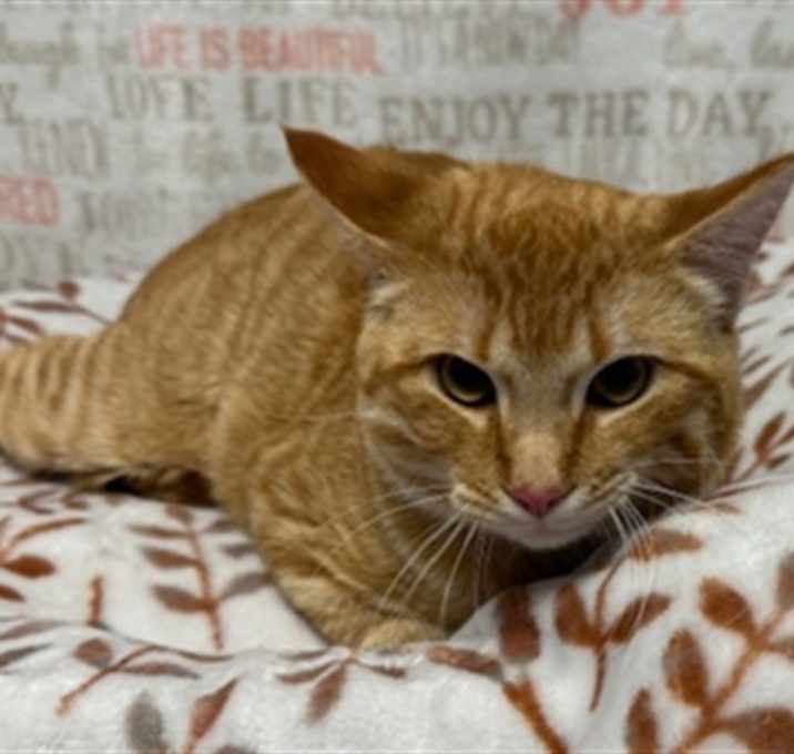 Photo of MANGO