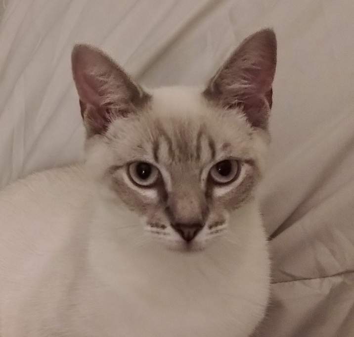 Photo of Lionel (Lynx Point)
