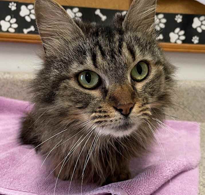 Photo of Milo