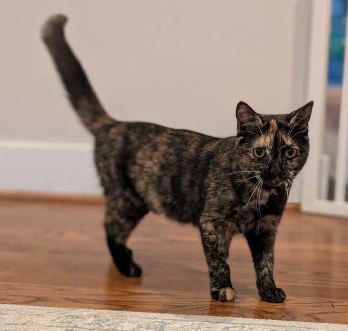 Photo of Arabella 'n Mandarin