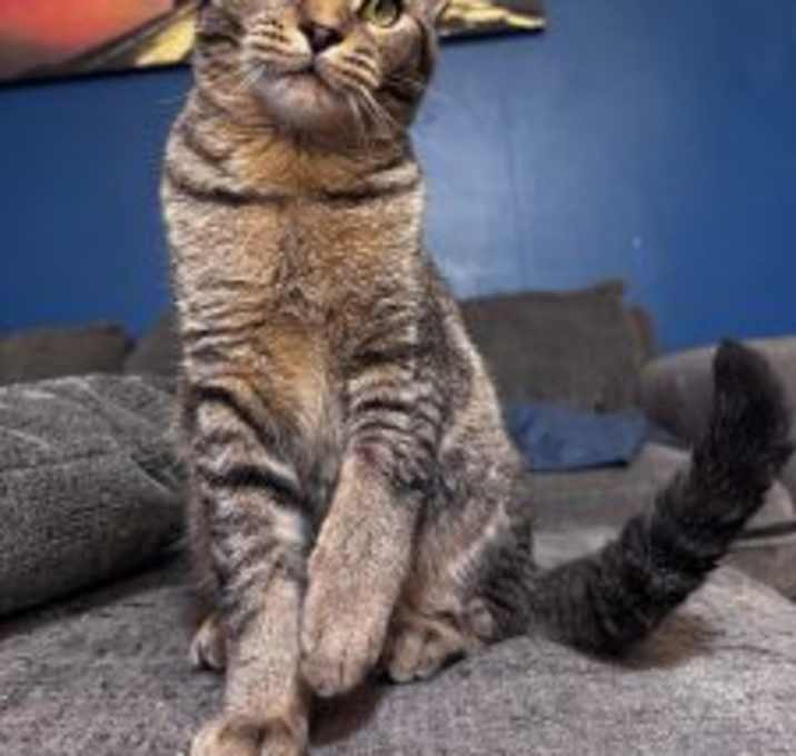 Photo of Snickers