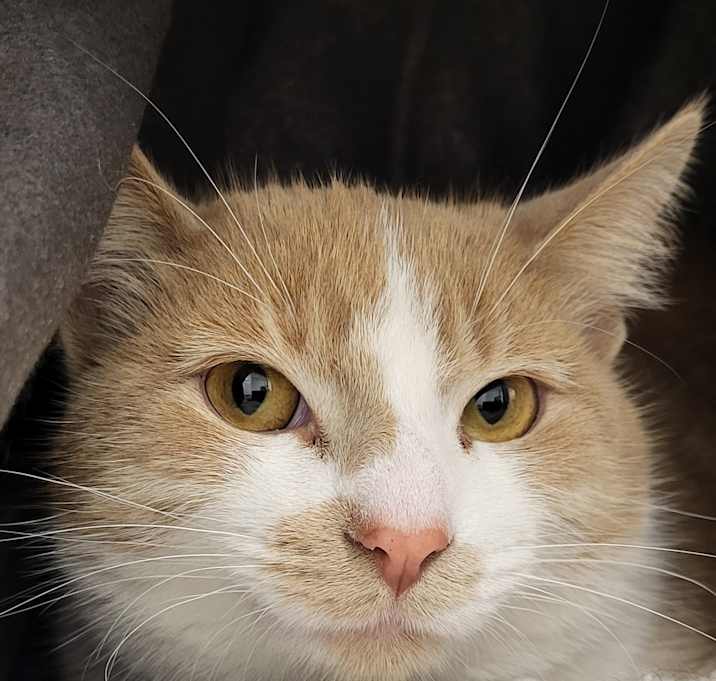 Photo of Boo