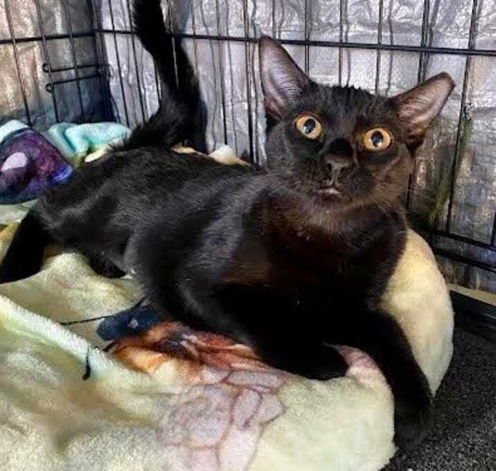 Photo of Nova