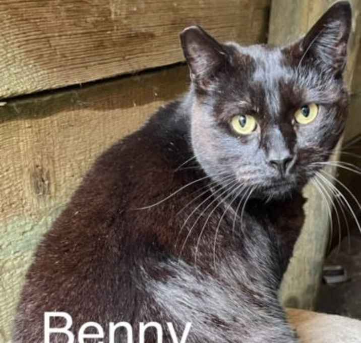 Photo of BENNY