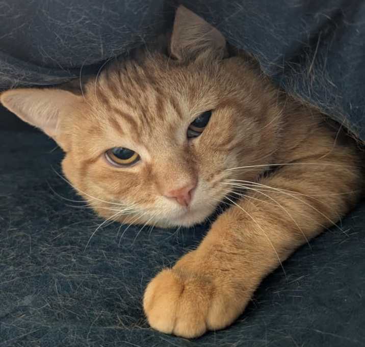 Photo of Morris