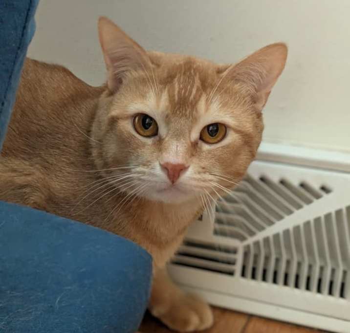 Photo of Rusty