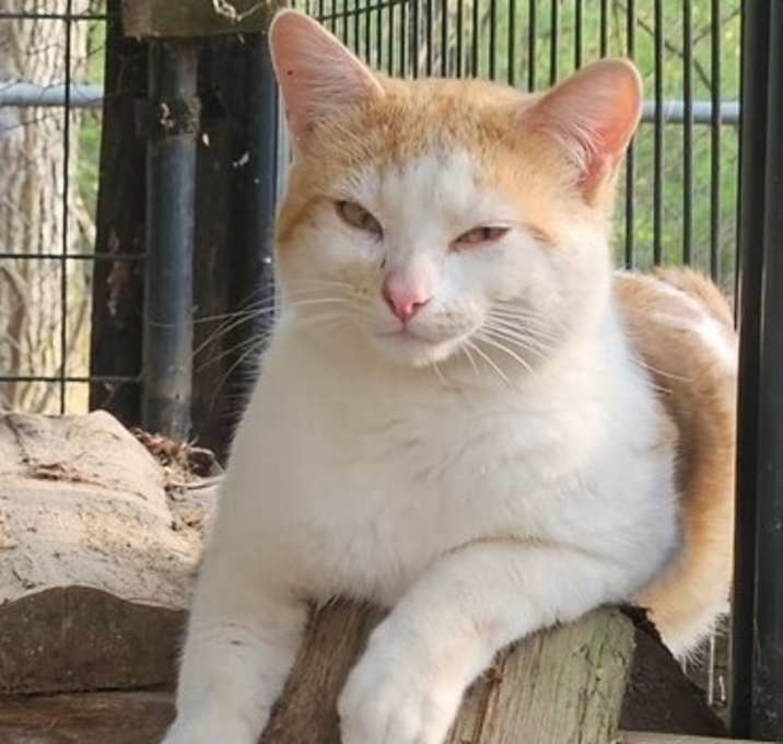 Photo of Creamsicle