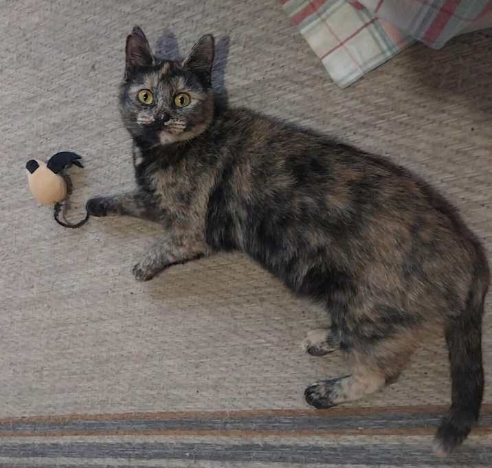 Photo of Dixie