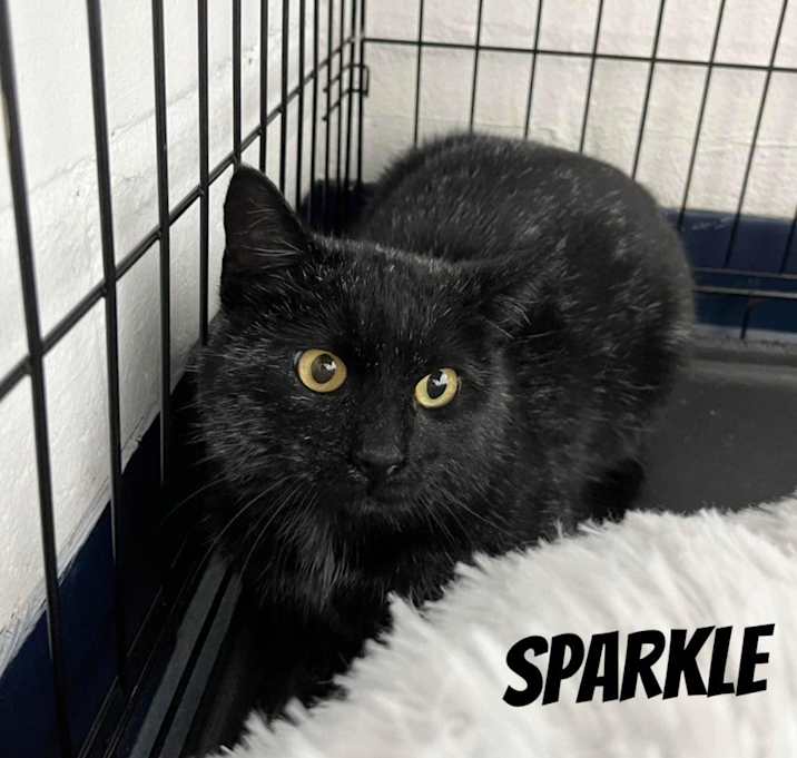 Photo of Sparkle