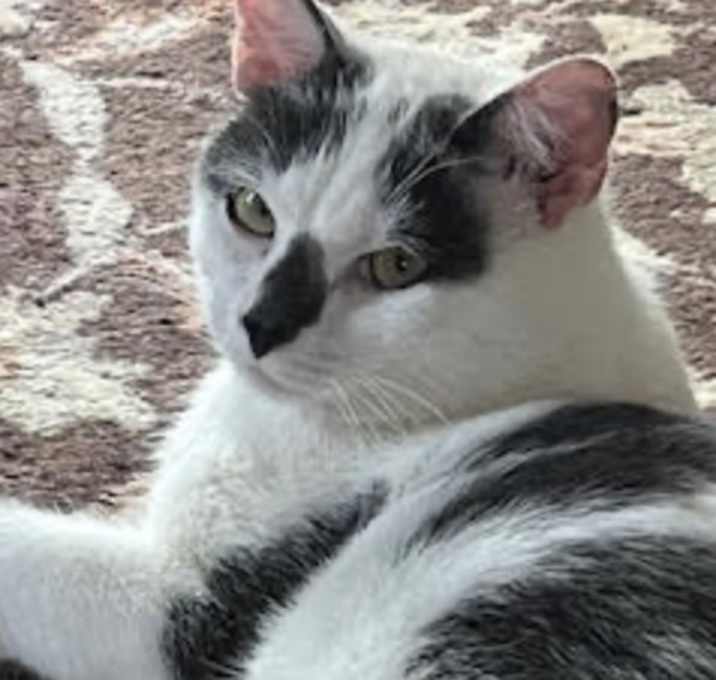Photo of Darcy