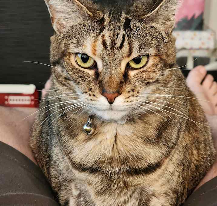 Photo of Piper