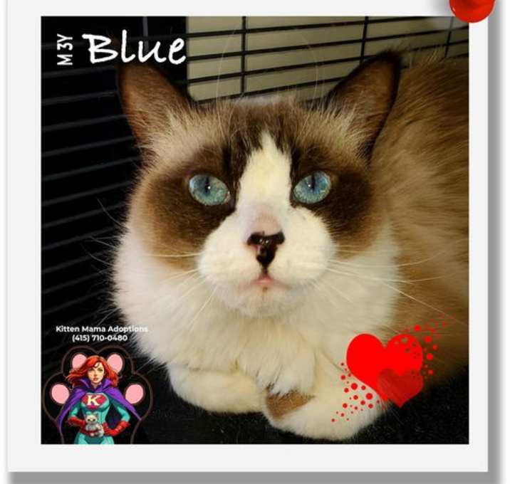 Photo of Blue