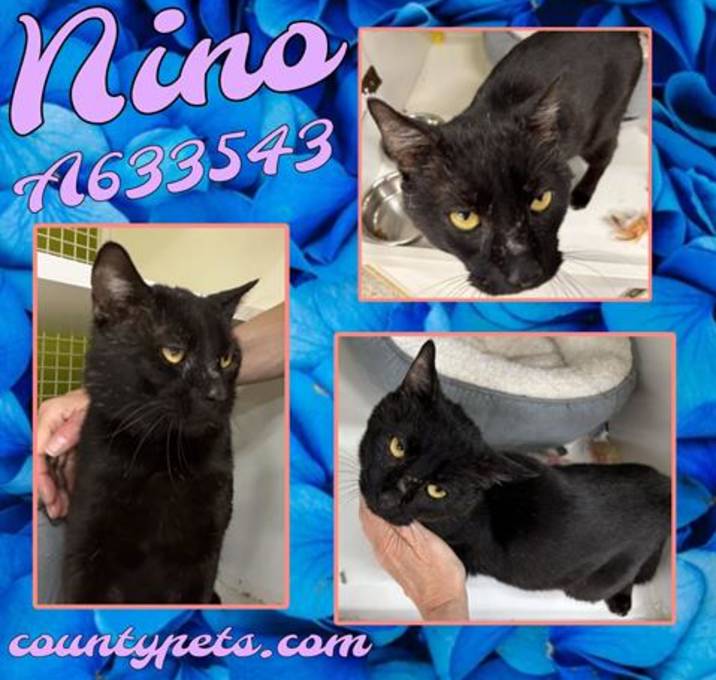 Photo of NINO
