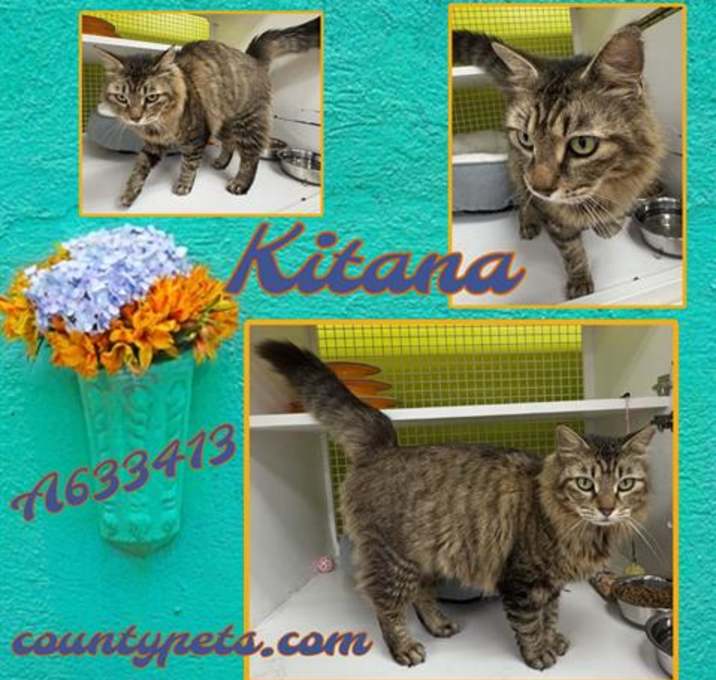Photo of KITANA