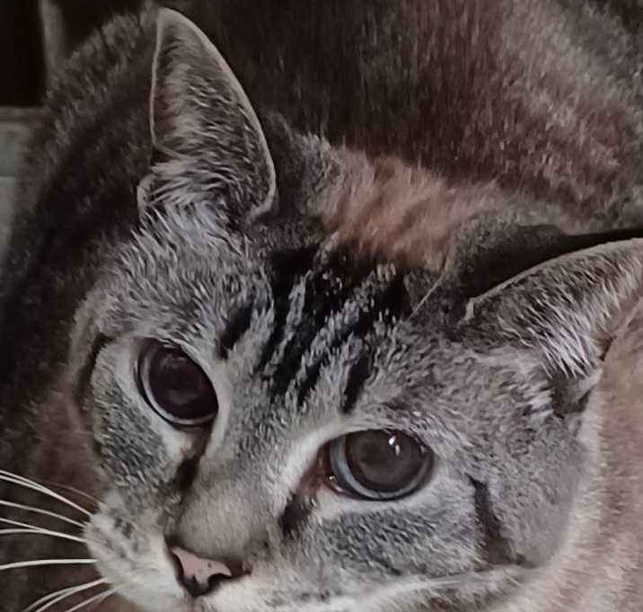 Photo of Sadie