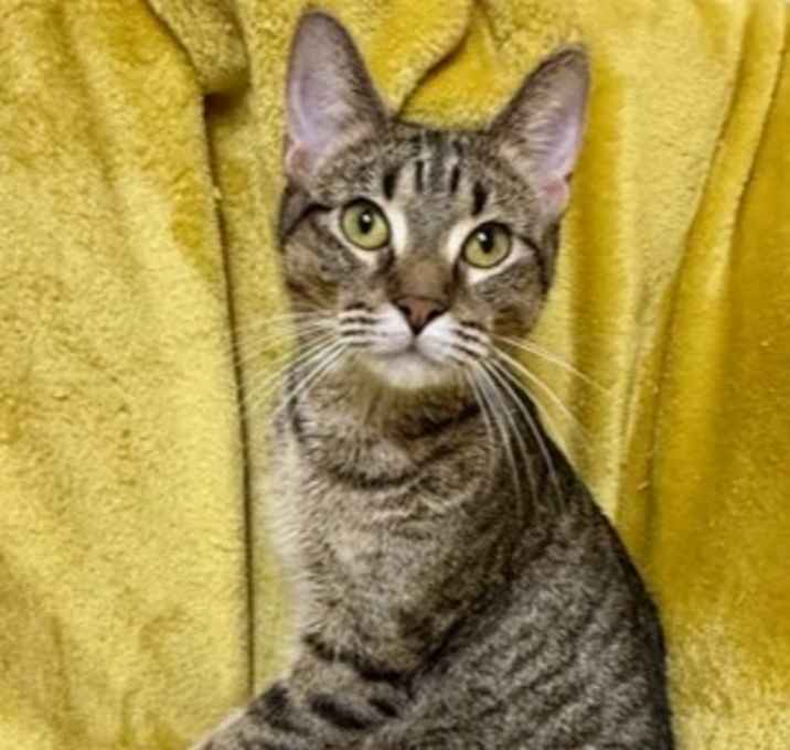 Photo of Idahlia
