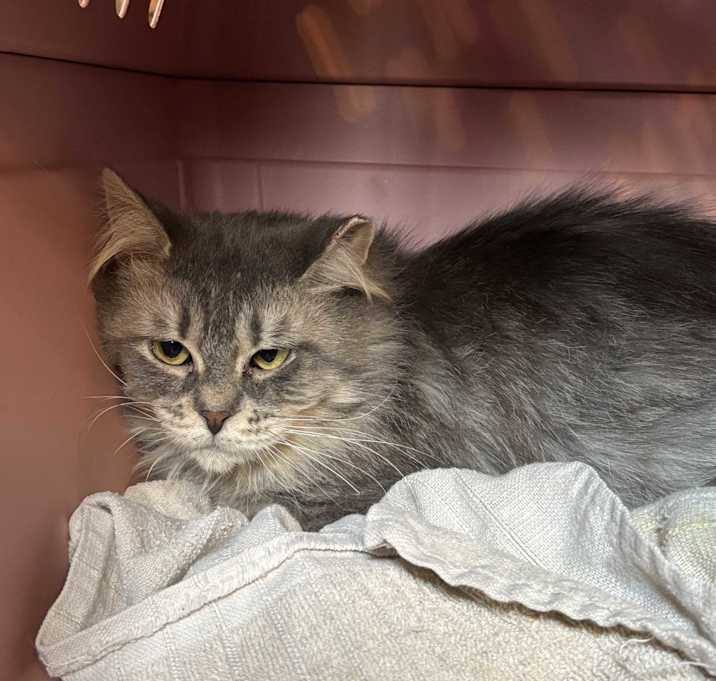 Photo of Neela (Barn Cat)