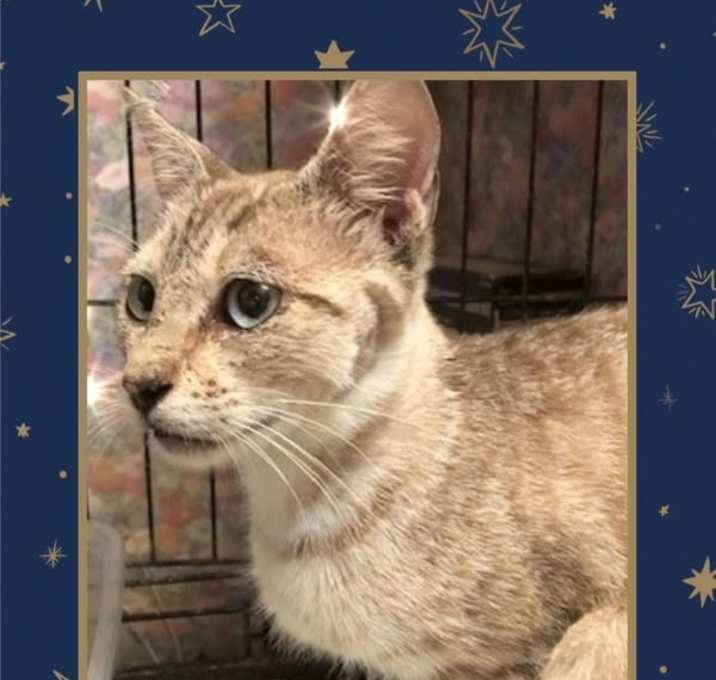 Photo of Dusty