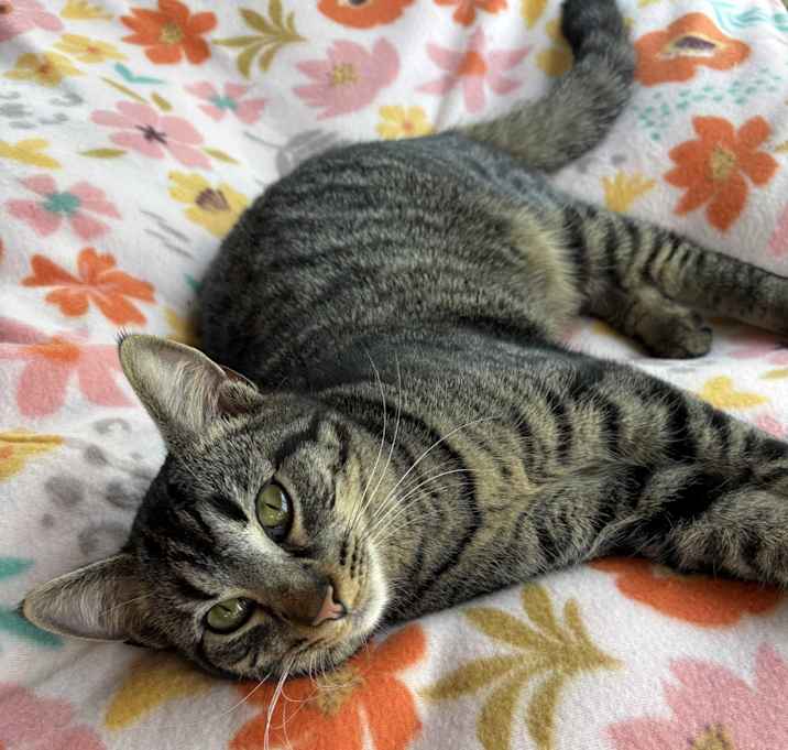 Photo of Mochi