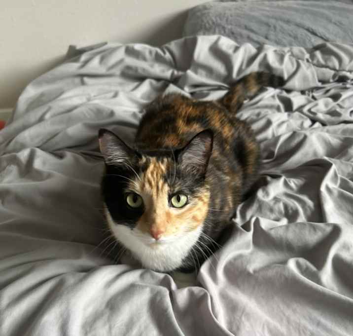 Photo of Willow