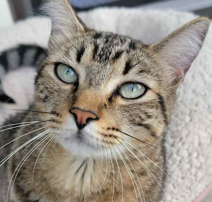 Photo of Tigger
