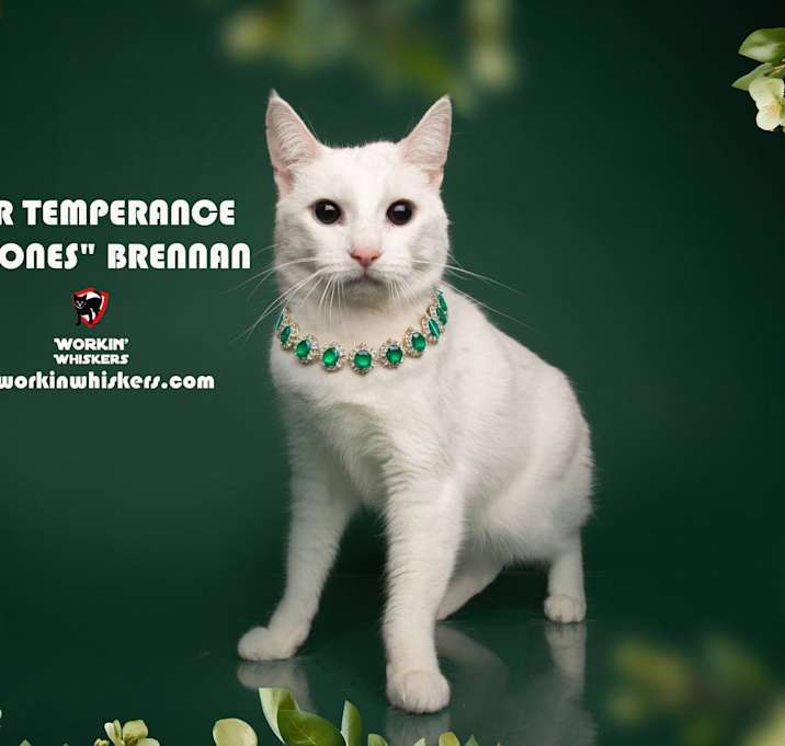 Photo of DR TEMPERANCE "BONES" BRENNAN