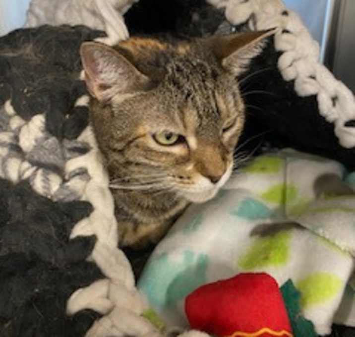 Photo of Pepper