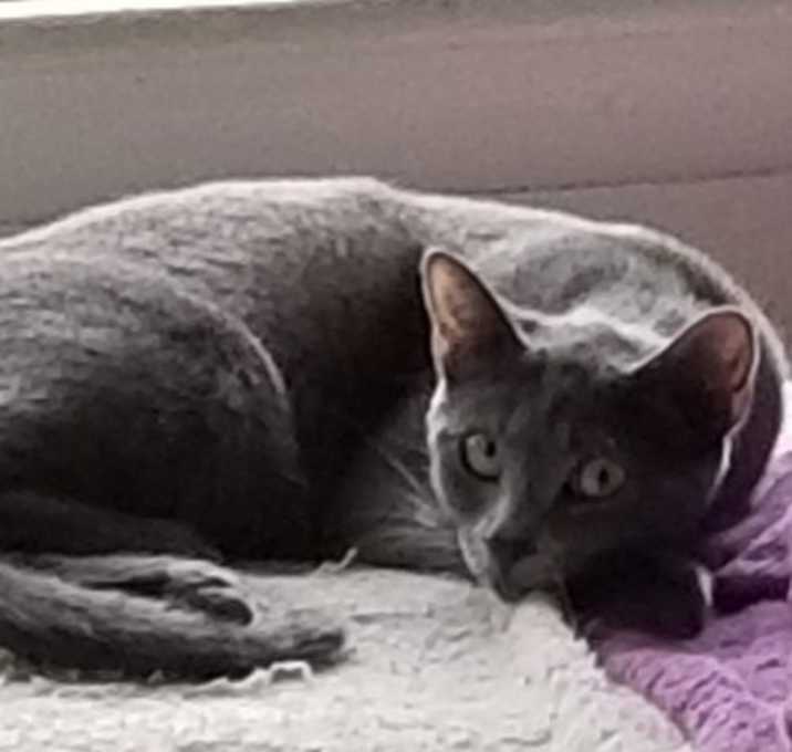 Photo of Pippin