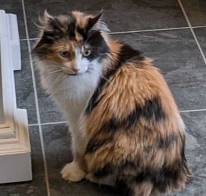 Photo of Mama Cal