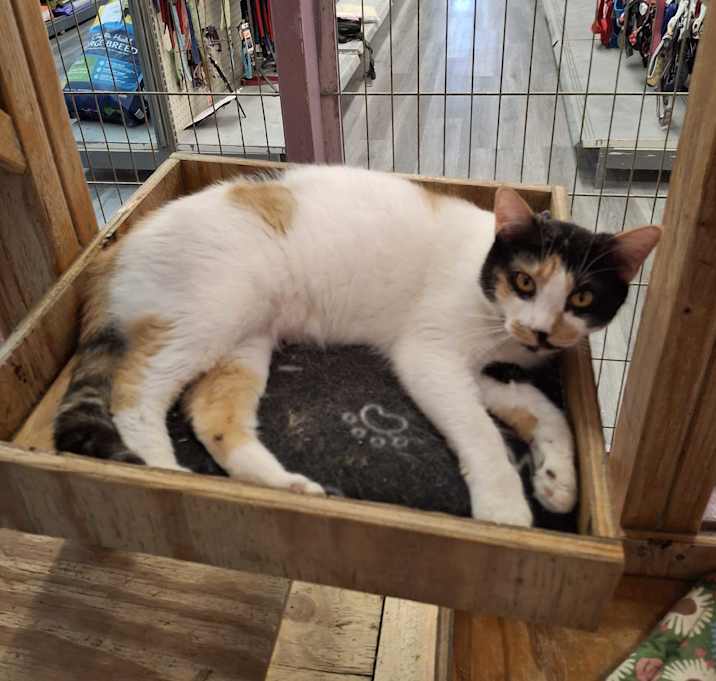 Photo of Luna
