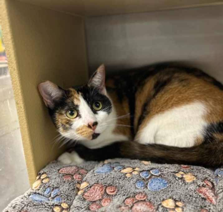 Photo of Callie