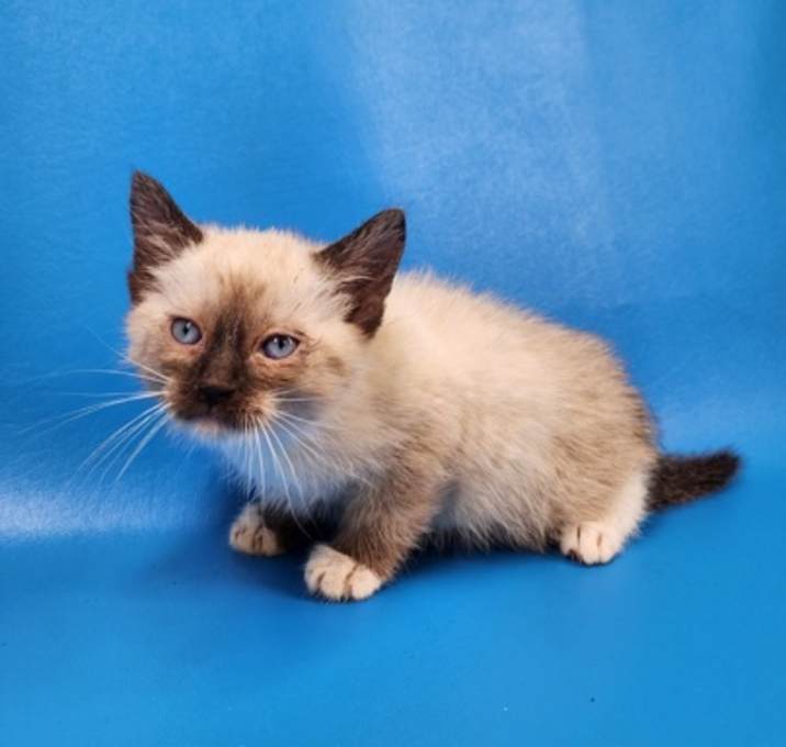 Photo of Shiloh