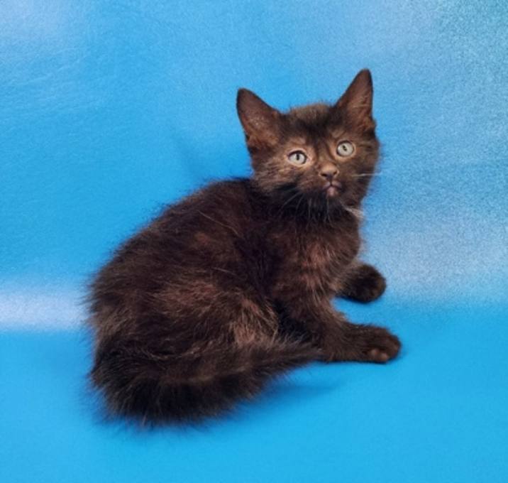 Photo of Sheldon