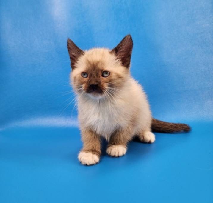 Photo of Simon