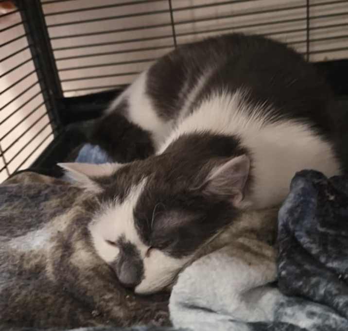Photo of Precious