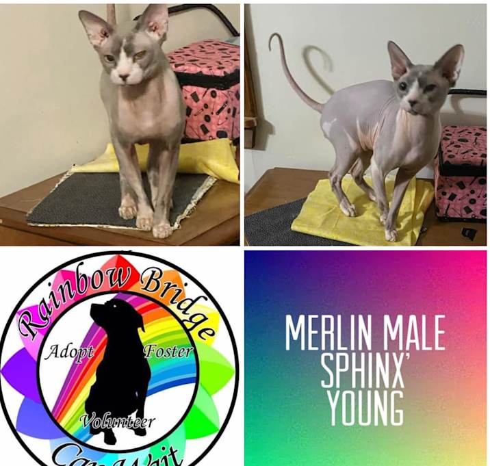 Photo of Merlin