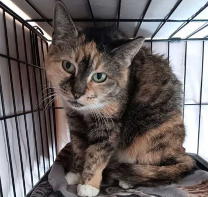 Photo of Callie