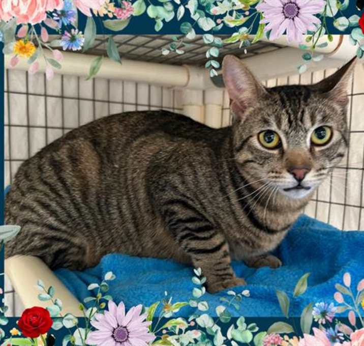 Photo of NUTMEG