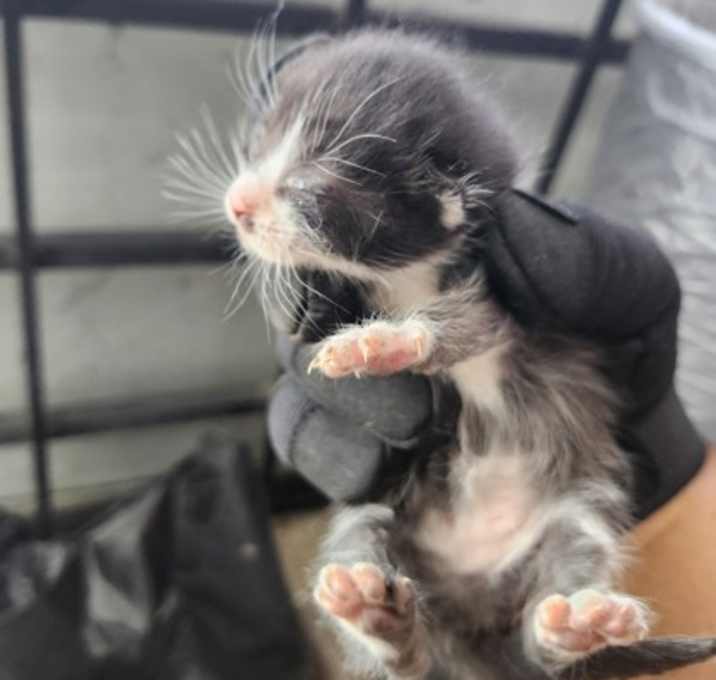 Photo of Pickle