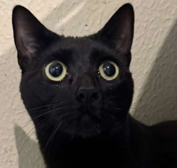 Photo of Sampson