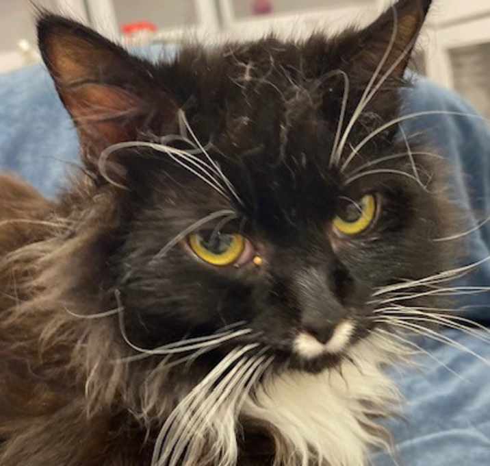 Photo of Bandit