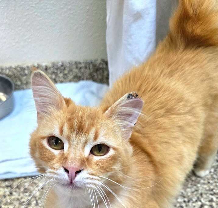 Photo of Jetson