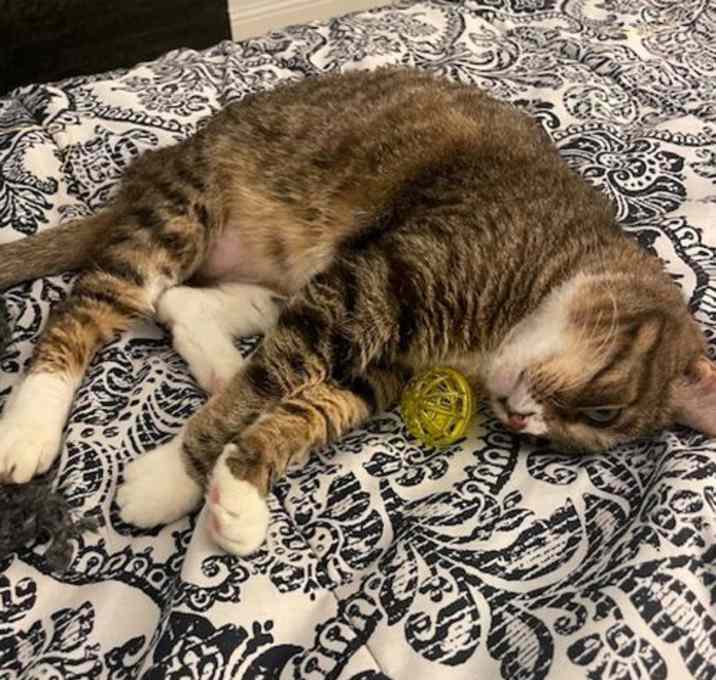Photo of Mango III