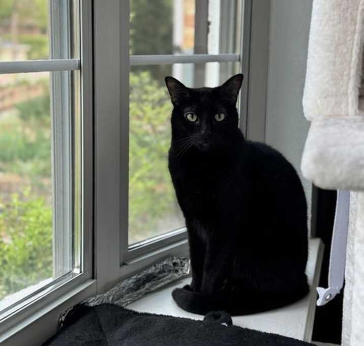 Photo of Midnight IV