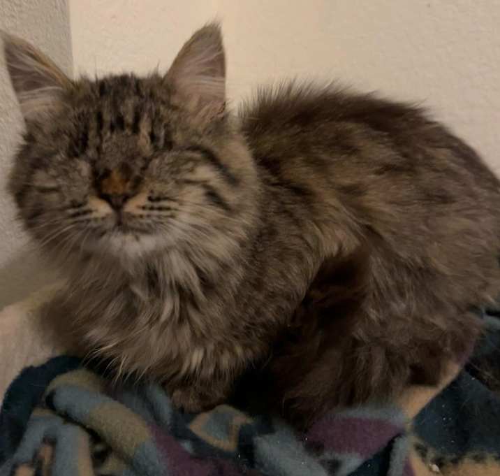 Photo of Moonshadow