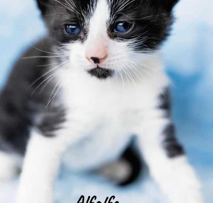 Photo of Alfalfa