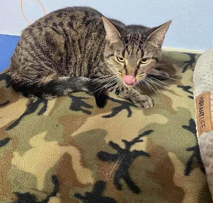 Photo of Smokey