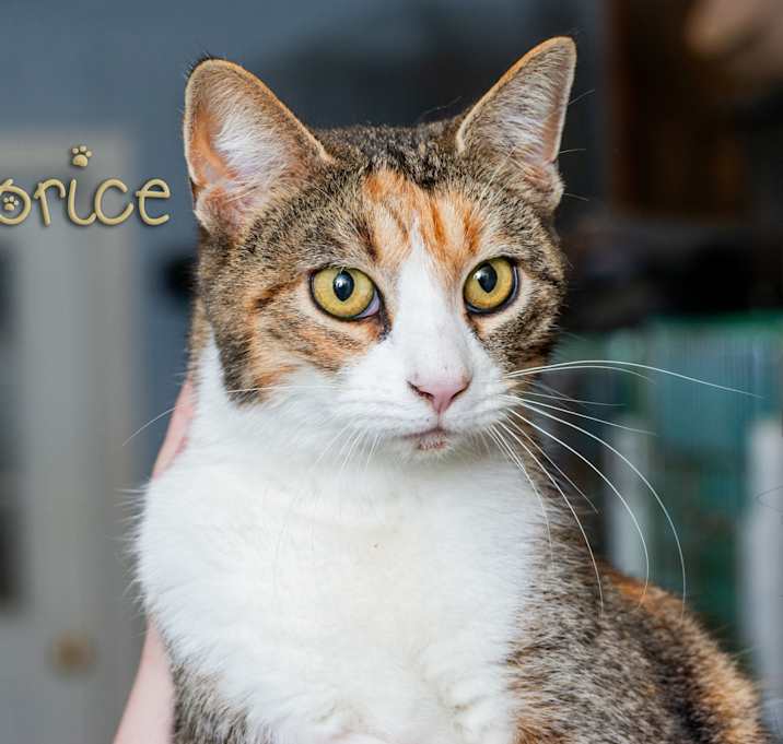 Photo of Licorice