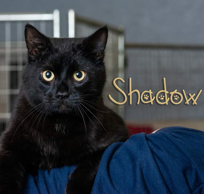 Photo of Shadow